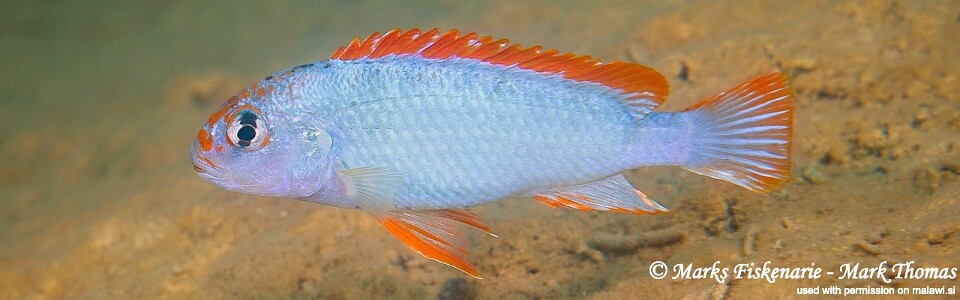 アフリカンシクリッド  Pseudotropheus perspicax red top WILD 6〜7㎝#1 Pseudotropheus sp. 'red top ndumbi' Pombo Rocks; Pseudotropheus sp